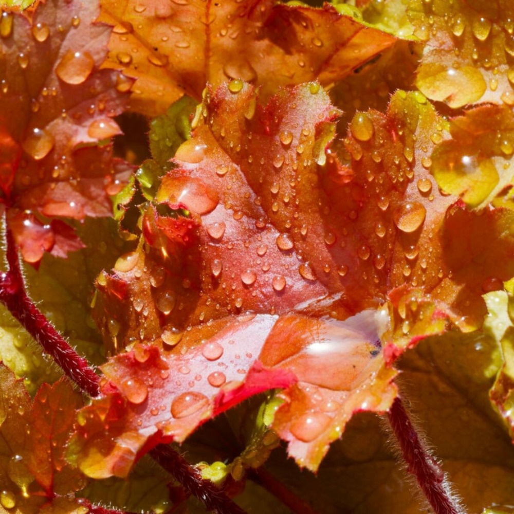 Heucherella brass lantern® godet