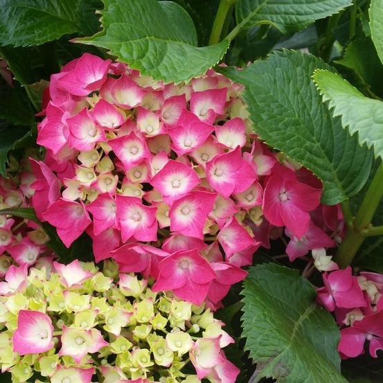 Hortensia 'red baron' pot de 2l/3l