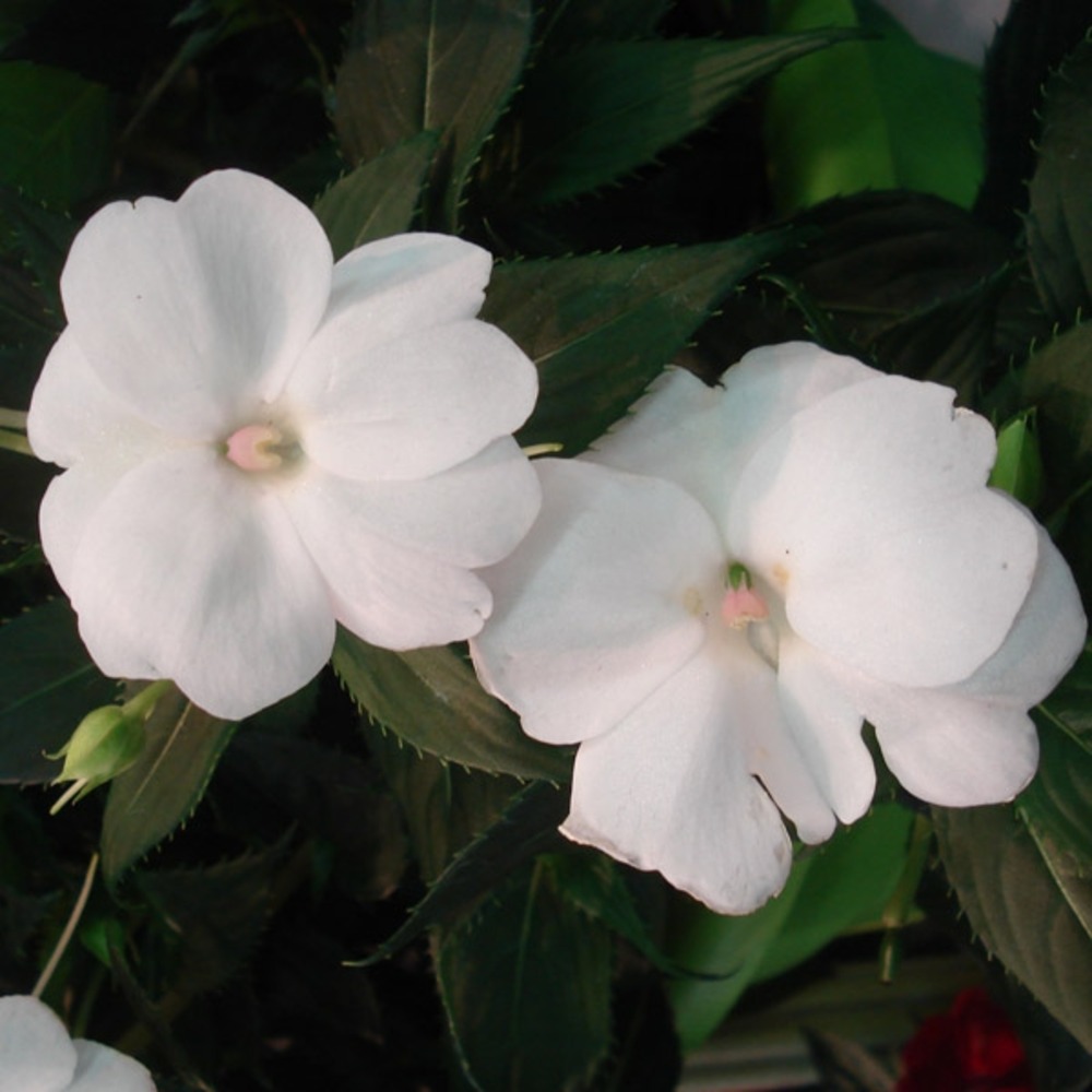 Balsamine, impatience 'sunpatiens compact blanc' mini-motte ø 3/4 cm, plant vert de 5 à 10 cm de haut (par 5)