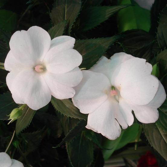 Balsamine, impatience 'sunpatiens compact blanc' mini-motte ø 3/4 cm, plant vert de 5 à 10 cm de haut (par 5)