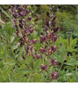 Podalyre 'twilight prairie blues' godet de 8/9 cm