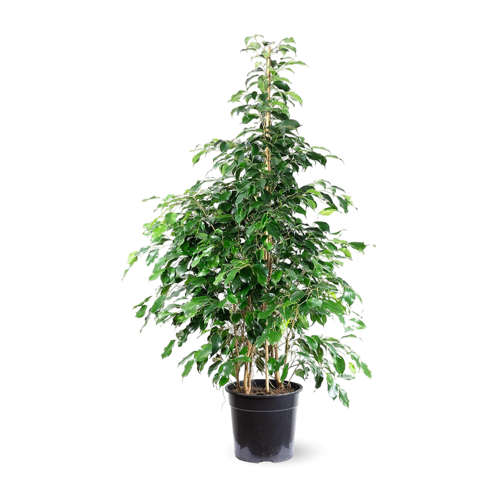 Ficus Benjamina - danielle - ↕ 100-110 cm - ⌀ 21 cm - plante d'intérieur