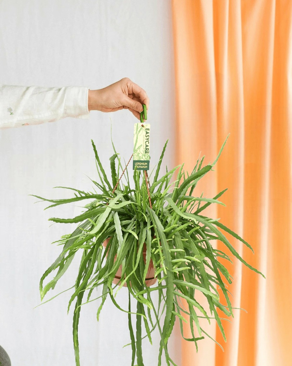 Lepismium bolivianum 55cm - plante d'intérieur