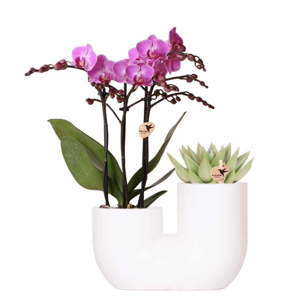 Orchidée phalaenopsis 'vienna' rose (phalaenopsis) - set avec succulente + cache-pot décoratif - pot de 9cm - plantes d'intérieur