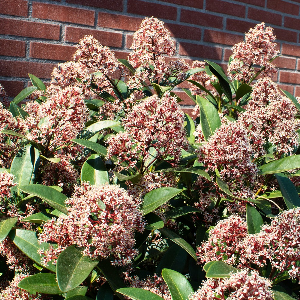 Skimmia du japon rubella - le pot / 2l / hauteur livrée 20-25cm