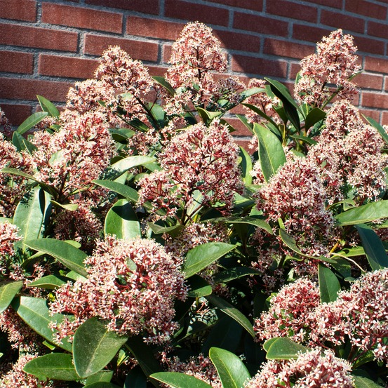 Skimmia du japon rubella - le pot / 2l / hauteur livrée 20-25cm