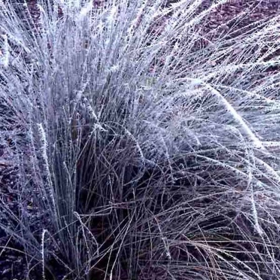 Lygeum spartum godet de 8/9 cm