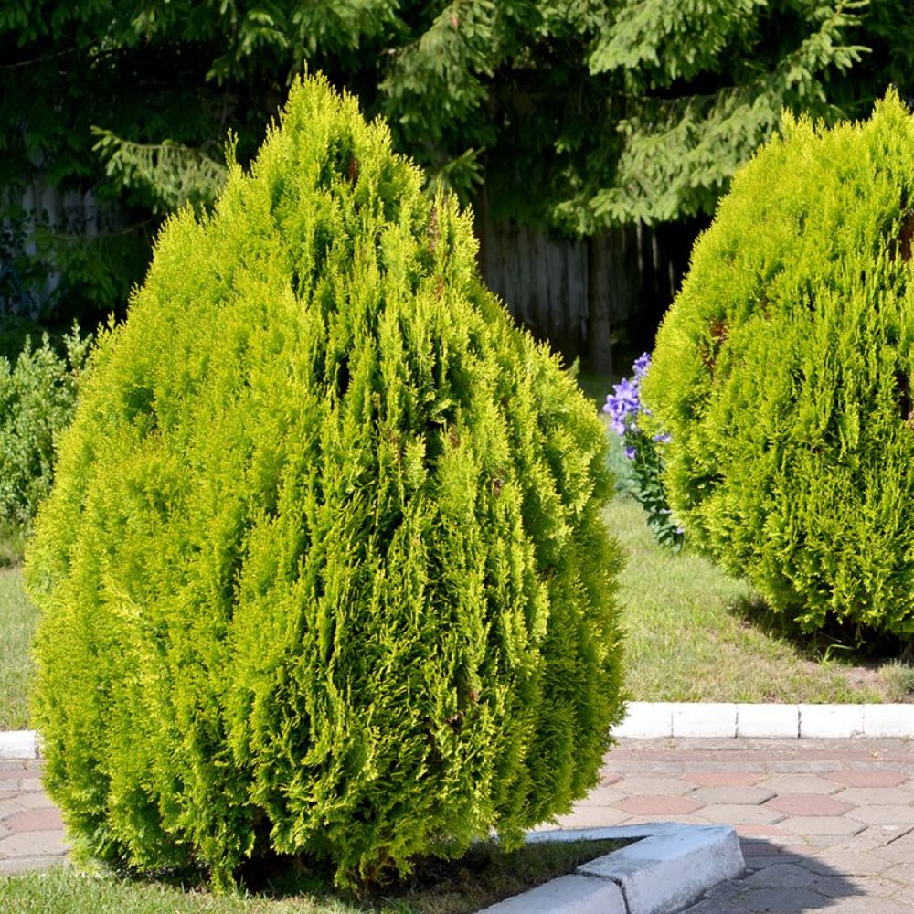 Thuya d'orient 'pyramidalis aurea' pot de 2l/3l