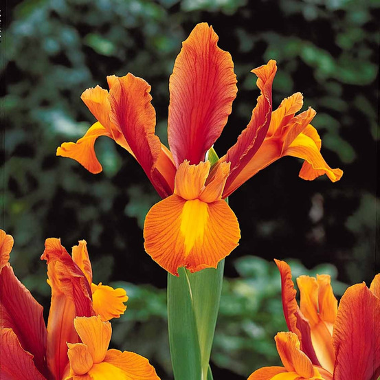10 iris de hollande bronze perfection - le sachet de 10 bulbes / circonférence 6-7cm, vendu par lot de 2