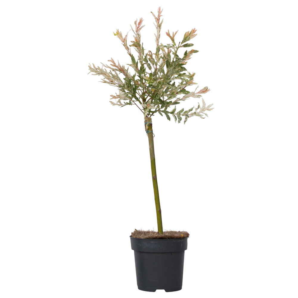 Saule crevette - salix integra 'flamingo' - hauteur 60-80cm - pot 17cm