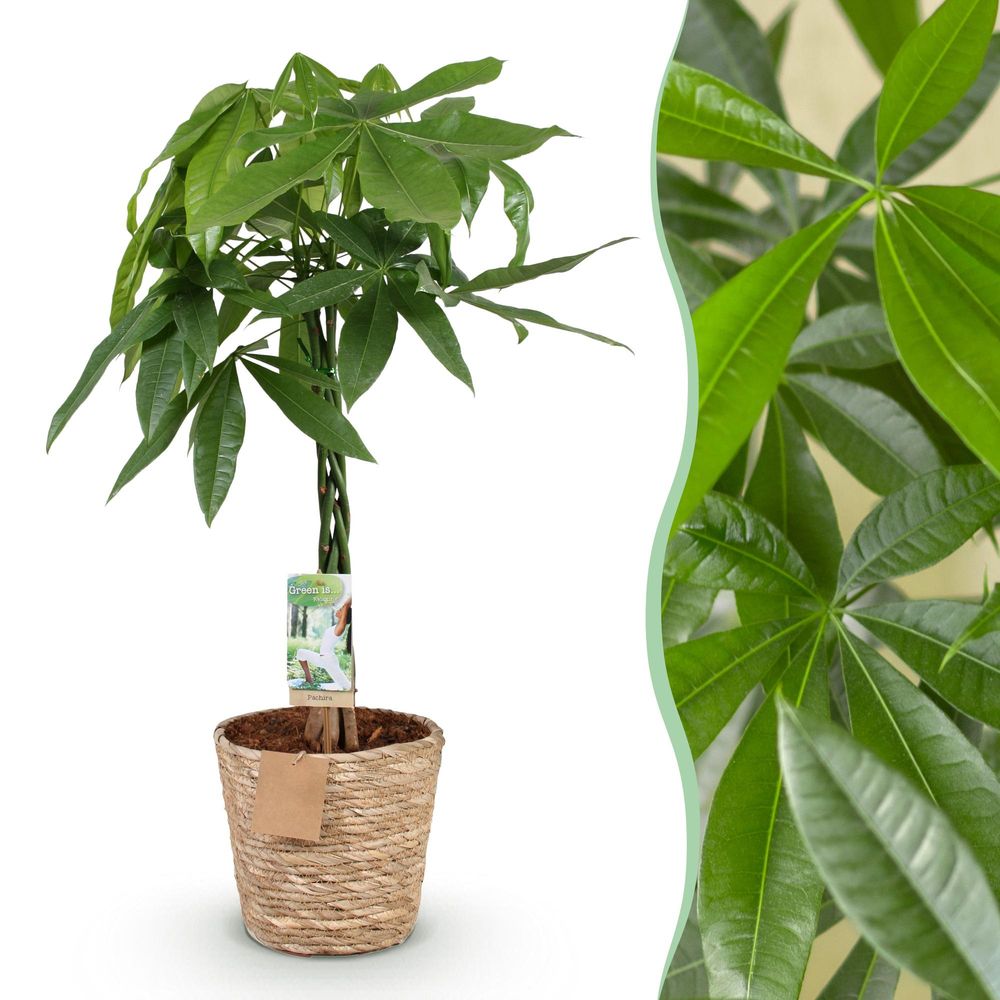 Pachira aquatica - arbre à argent - pot de 21cm - hauteur 80-90cm - plantes d'intérieur