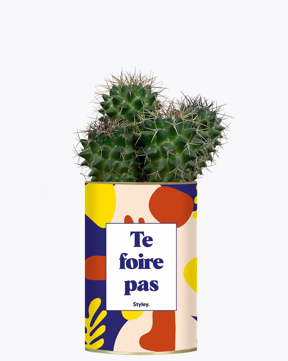 Plante à message - te foire pas - cactus