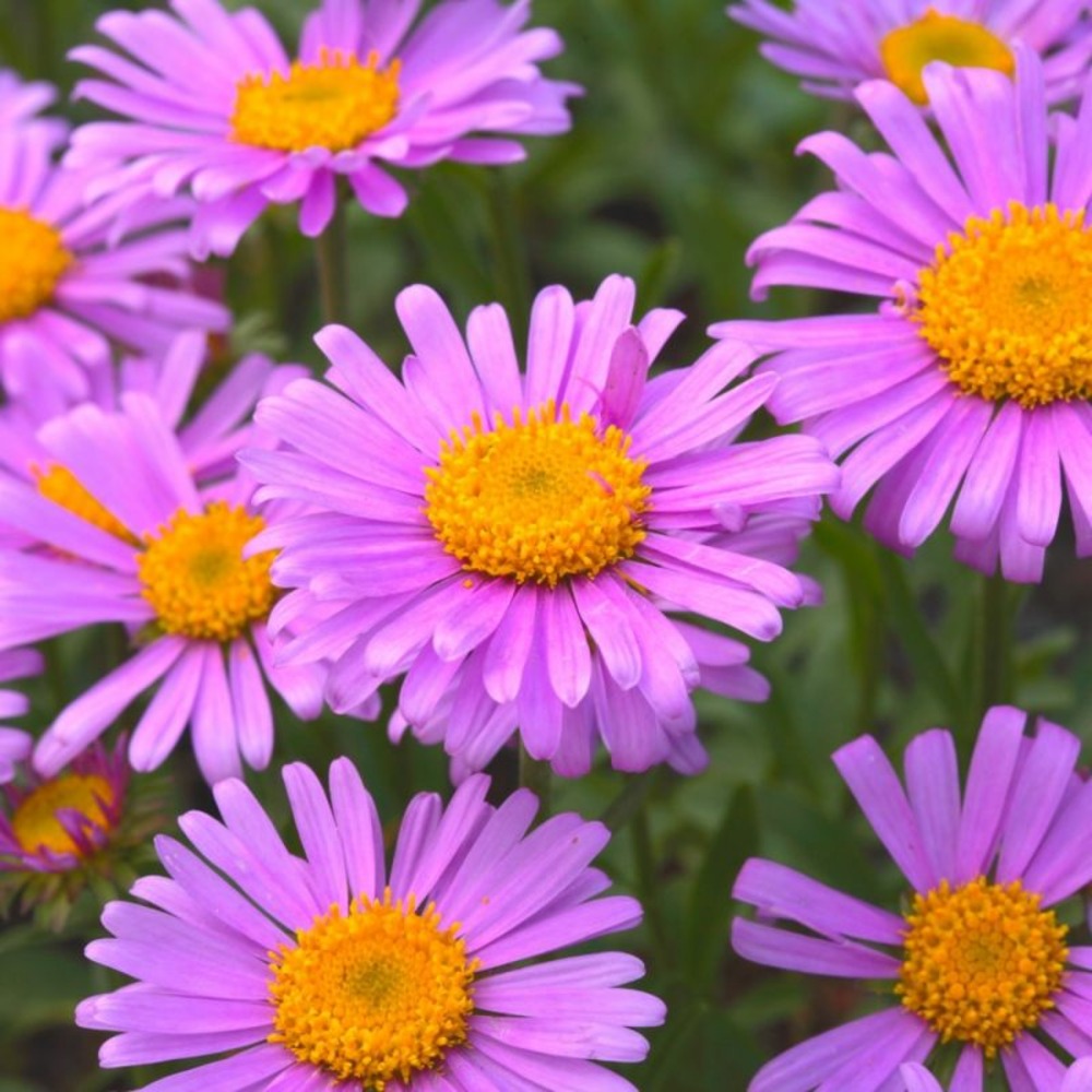 3 asters 'herbstgruss vom bresserhof'