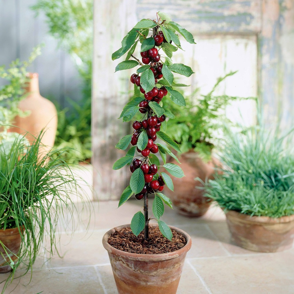 Mini-cerisier sylvia - le pot / ø 9cm / hauteur livrée 50-70cm