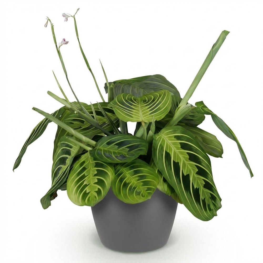 Maranta fascinator lemon lime - pet-friendly - plante de prière - pot de 12cm - hauteur 25-35cm