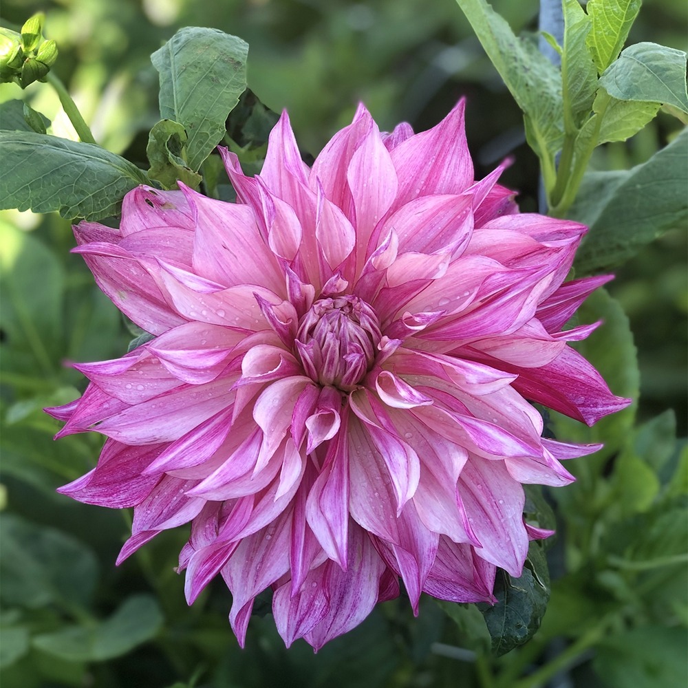 Dahlia géant décoratif 'café au lait royal' bulbe calibre i
