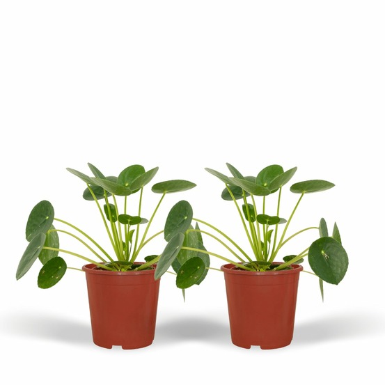 Pilea peperomiodes - h20 cm