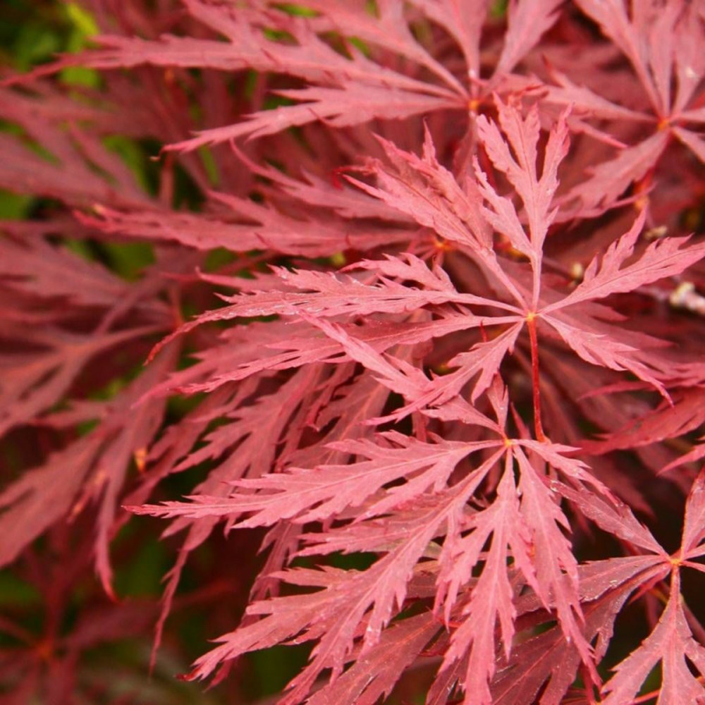 Érable du japon crimson queen, acer palmatum pot de 4l - 60/100 cm
