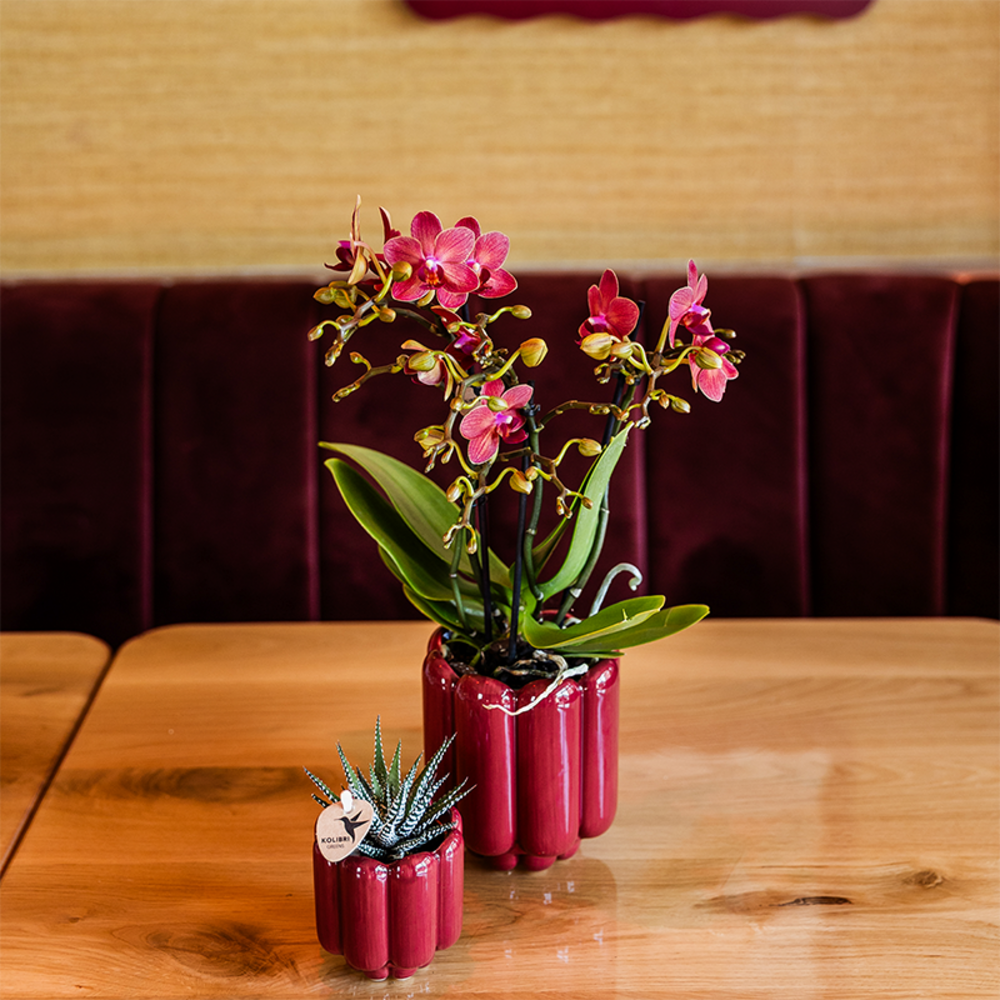 Orchidée congo rouge + cache‑pot retro rouge - pot ø9 cm