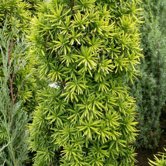 If commun david - taxus baccata david 30/40cm pot 2,5l
