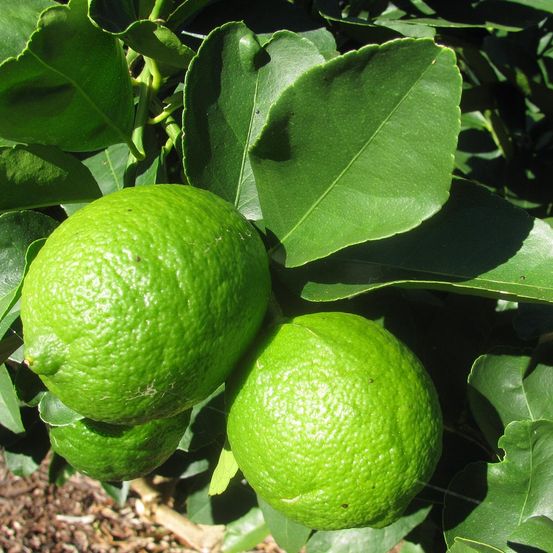 Lime de tahiti, limettier de perse pot de 7,5l/10l, demi-tige