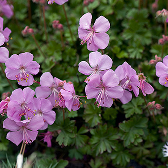 6 x géranium vivace de dalmatie - geranium dalmaticum - godet 9cm x 9cm