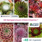 Kit sempervivum chick charms ® - 6 variétés - lot de 48 godets