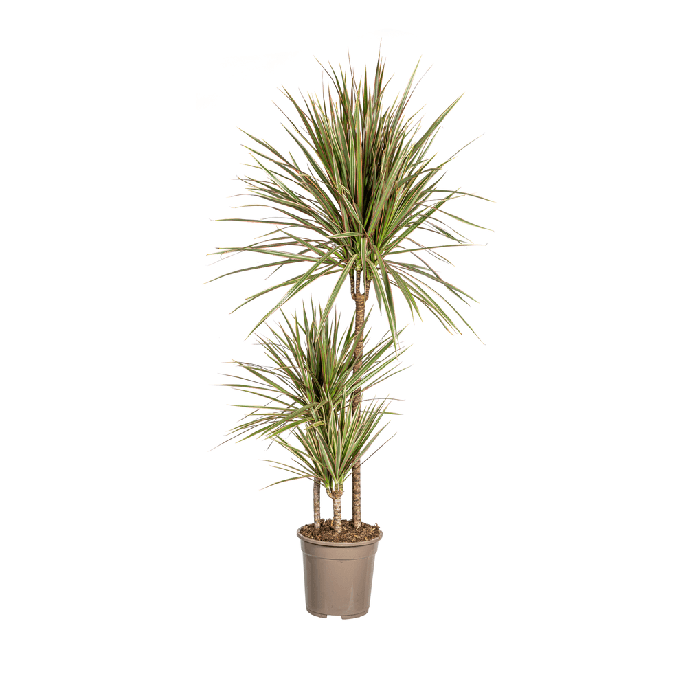 Dracaena marginata bicolor ø21cm - ↕110 - 130cm - plantes d'intérieur