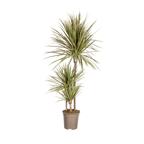 Dracaena marginata bicolor ø21cm - ↕110 - 130cm - plantes d'intérieur