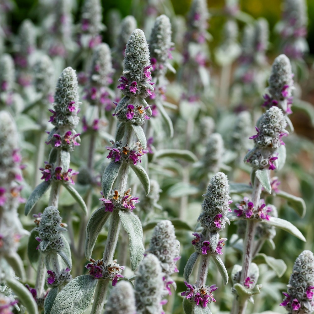 Oreille de lapin silver carpet - epiaire de byzance - le pot / ø 9cm