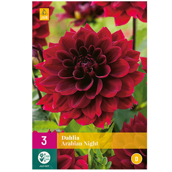 3 dahlias arabian night rouge