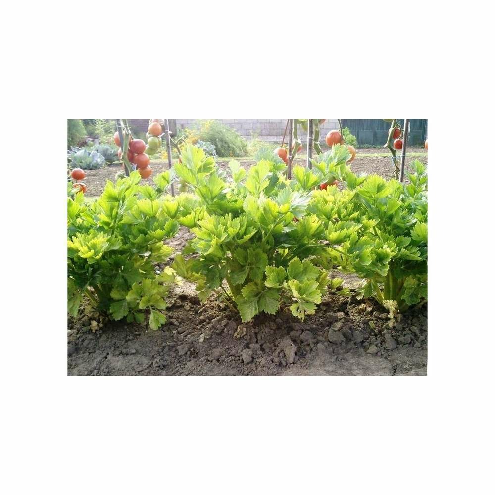 CÃ©leri plein blanc dorÃ© chemin-2