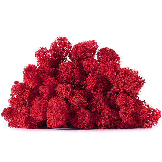 Lic/4057 lichen stabilisée rouge box 4 kg