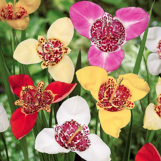 Oeils de paon en mélange - le sachet de 20 bulbes / circonférence 7-9cm