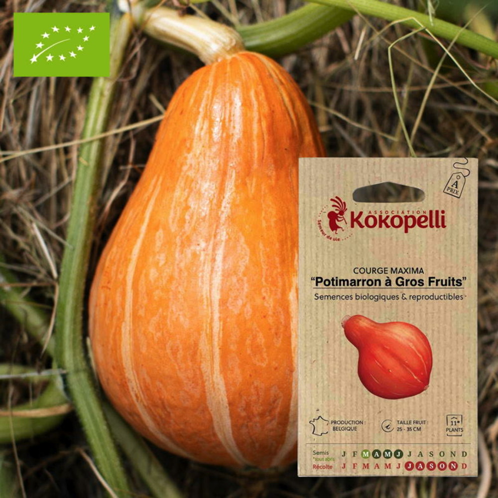 Courge maxima potimarron à gros fruits- graines bio à semer