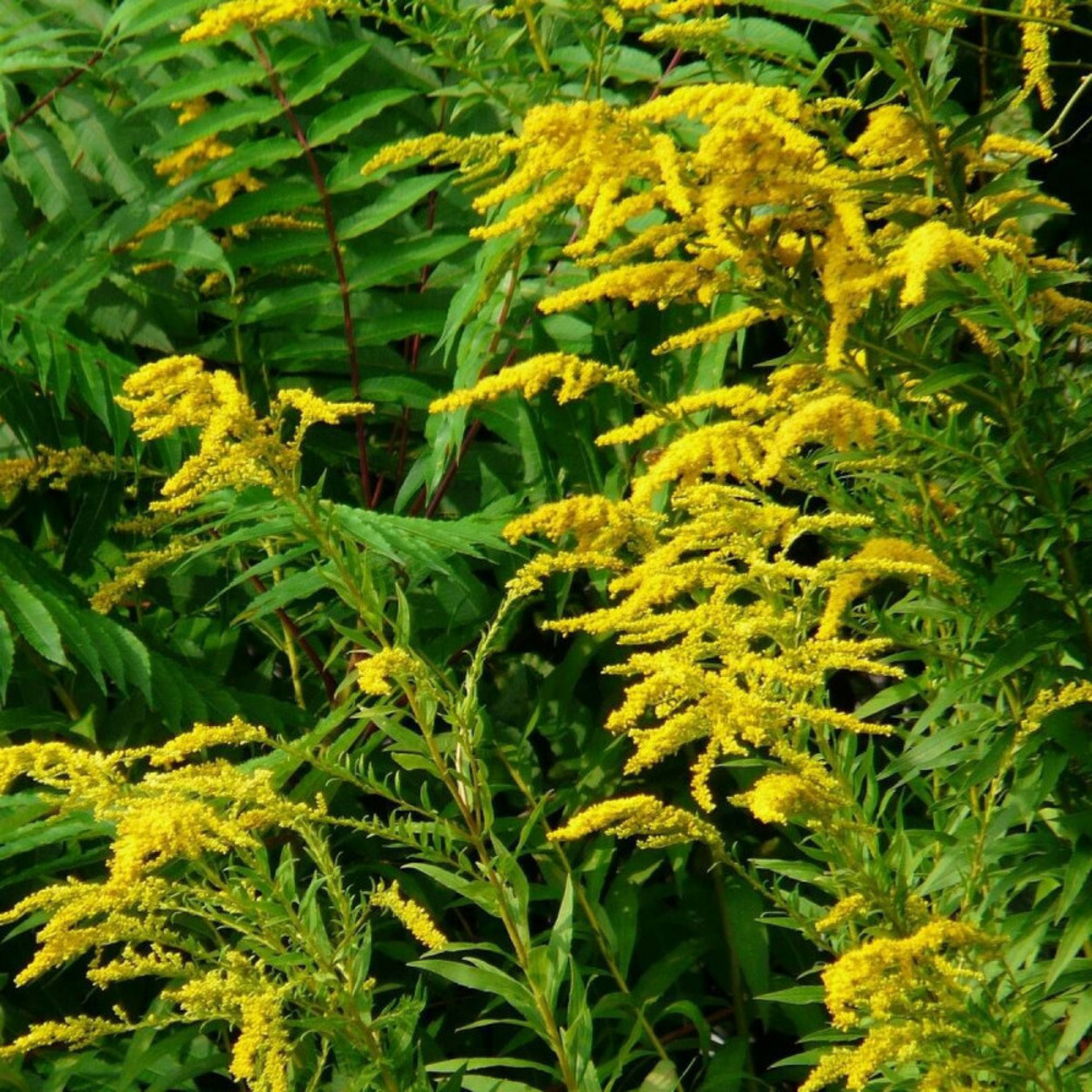 Verge d'or golden dwarf godet - 5/20 cm