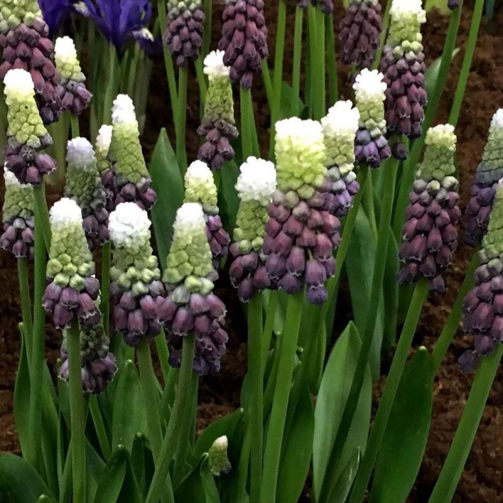Muscari 'grape ice' bulbe calibre 5+ (par 5)