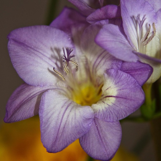 Freesia 'simple bleu' bulbe calibre 5+ (par 20)