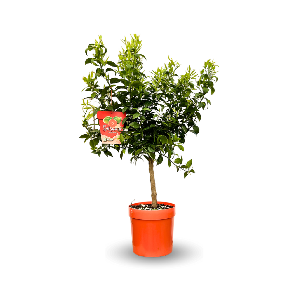Mandarinier Satsuma - agrume méditerranéen - arbre fruitier - ↕ 75-85 cm - ⌀ 22 cm - résiste au gel