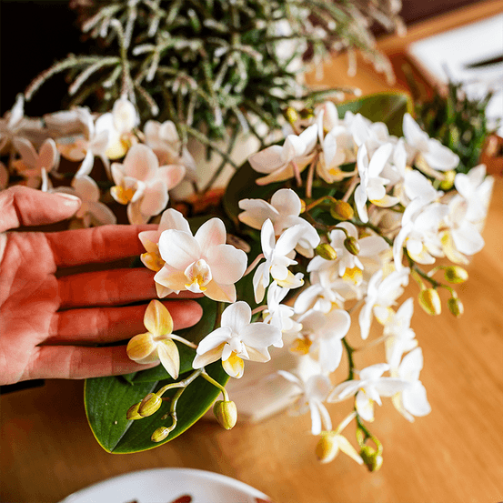 Scandic copper pot ø9 cm avec blanche nazaré orchidée