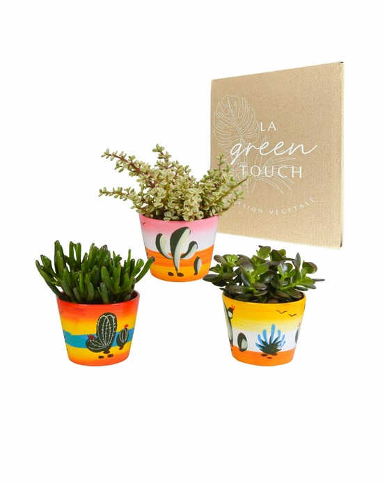 Trio de crassula et leurs caches-pots h21cm