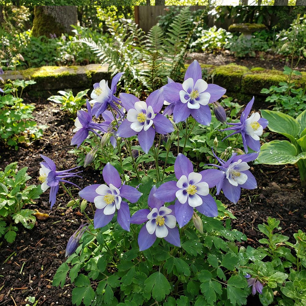 Lot de 6 - aquilegia caerulea ‘spring magic' - h. 10-20 cm