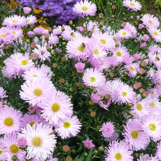 6 x aster grand d'automne - aster novi belgii 'fellowship' - godet 9cm x 9cm