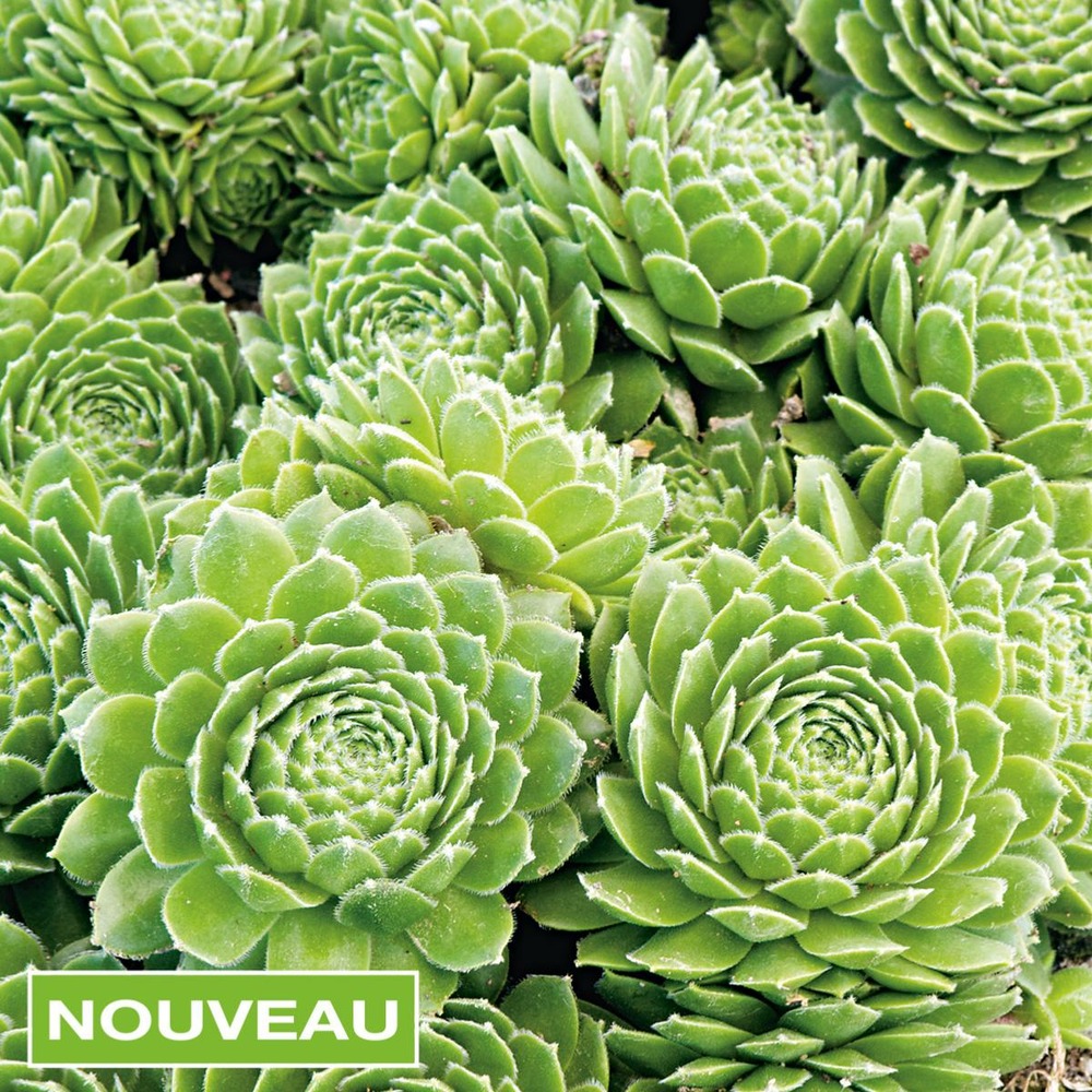 Sempervivum arachnoideum - 3 godets