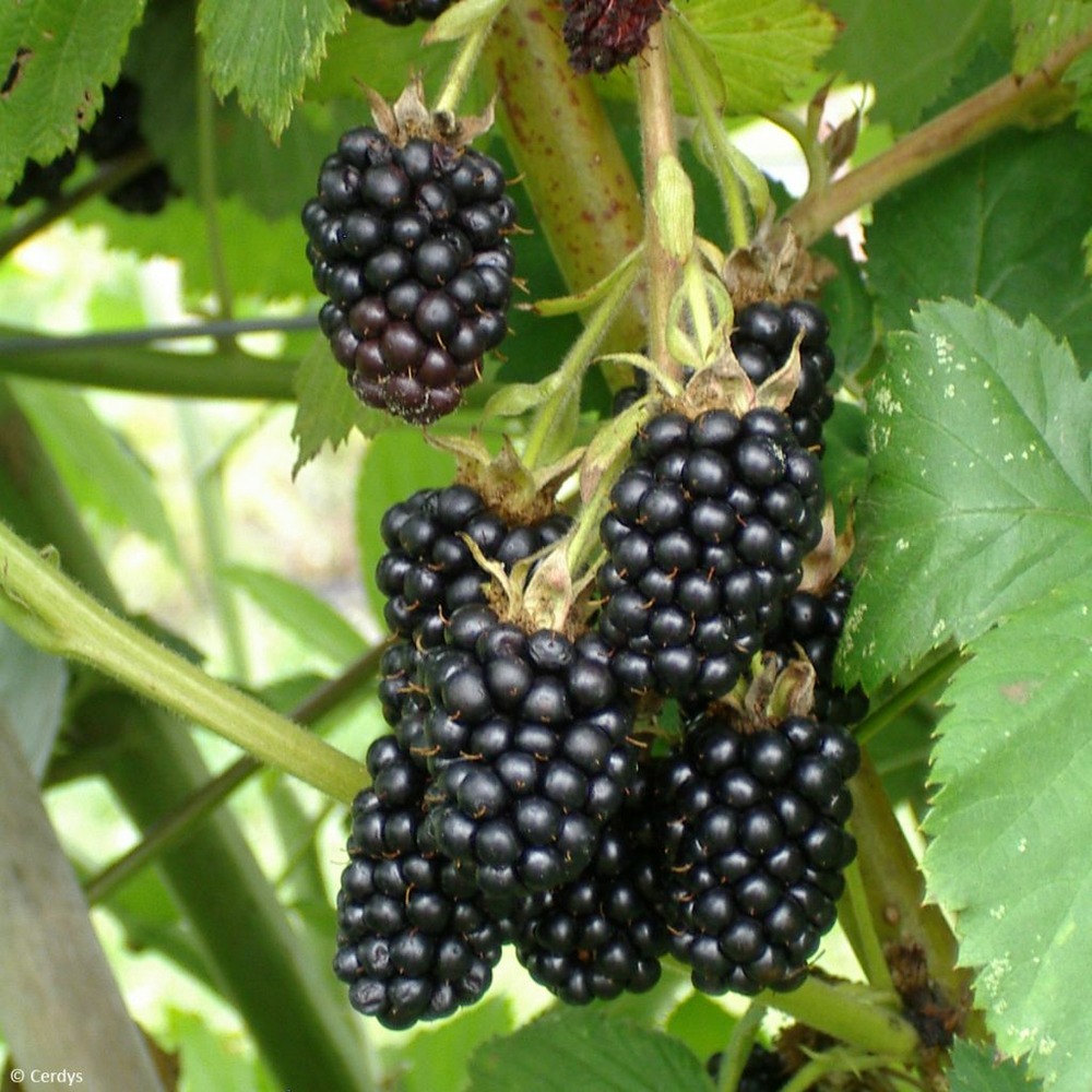 Mûrier 'dirksen thornless' pot de 1,5l/2l