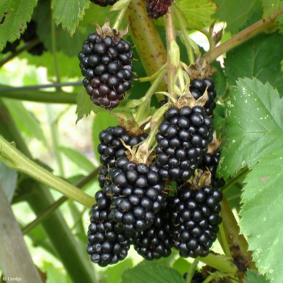 Mûrier 'dirksen thornless' pot de 1,5l/2l