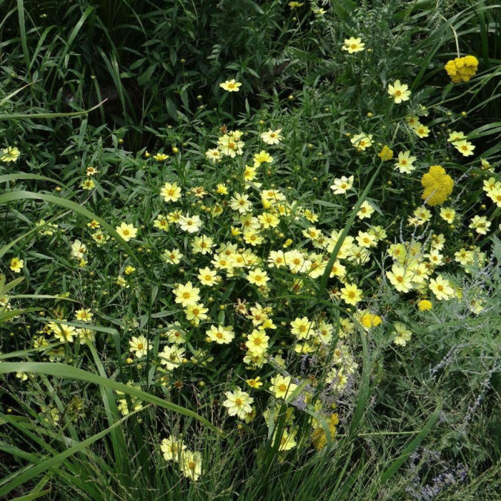 Coréopsis full moon® godet - 5/20 cm