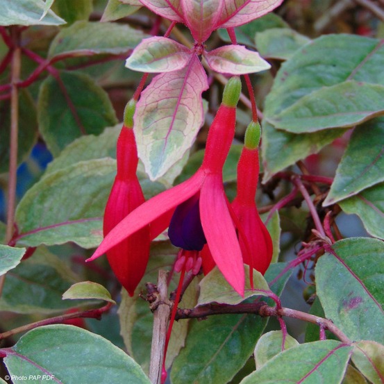 Fuchsia 'tom west' pot de 2l/3l