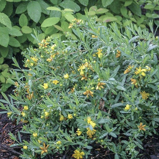 Millepertuis de kalmian 'blue velvet' pot de 2l/3l