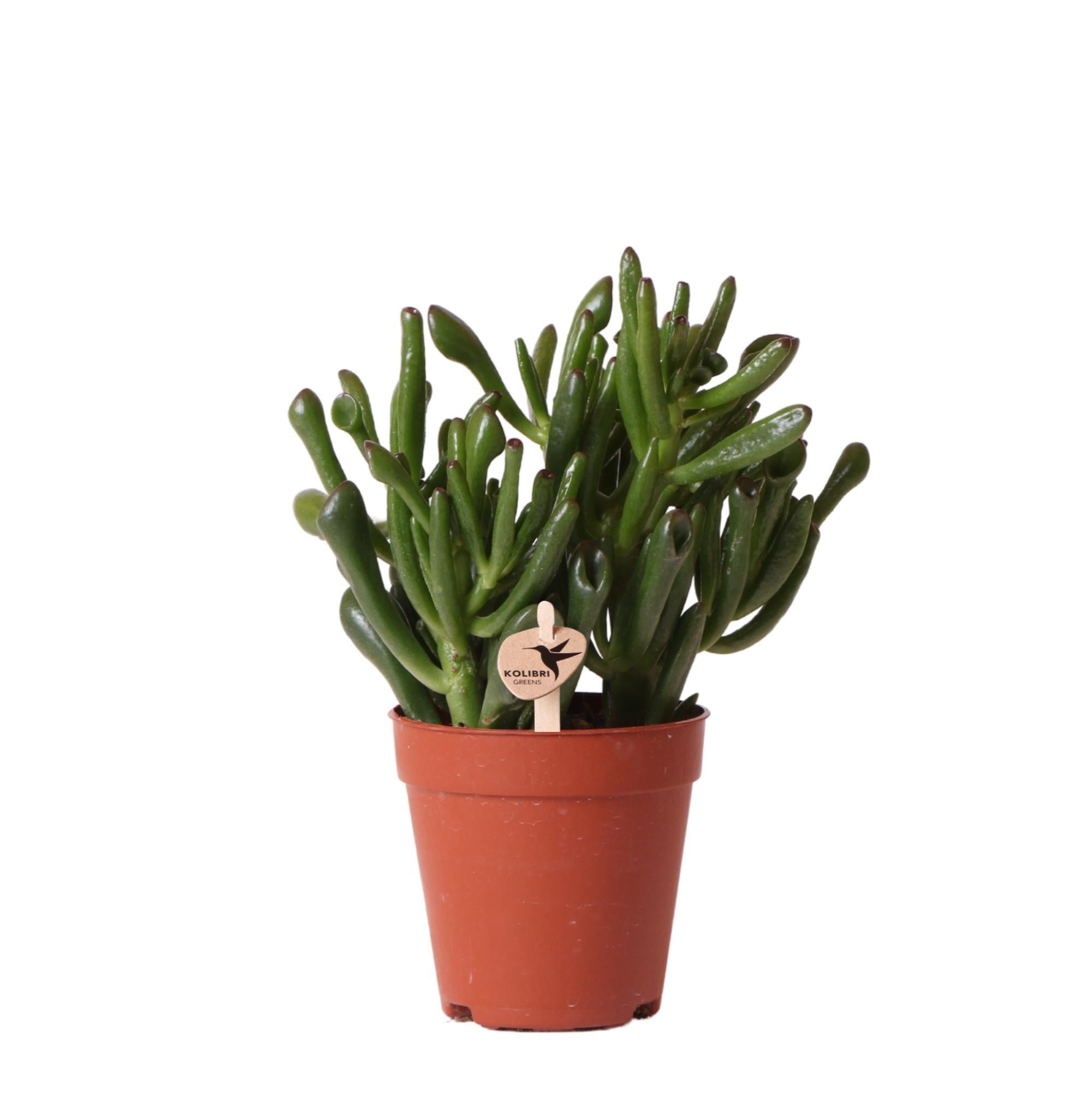 Crassula hobbit h18cm - succulente
